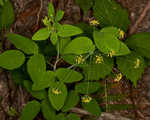 Yellow pimpernel